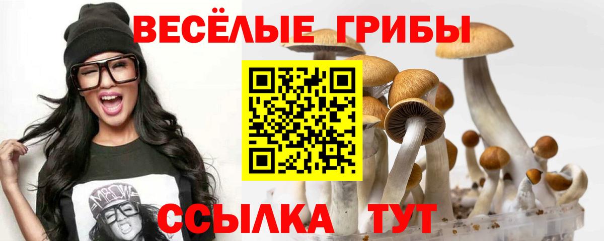 Кизляр  Псилоцибиновые грибы Cubensis  Вход с VPN 